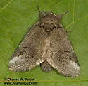 Rifargia occiclina - Hodges#7986.1 - photo 2