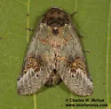 Rifargia occiclina - Hodges#7986.1 - photo 3