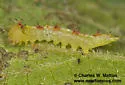 Rifargia occiclina - Hodges#7986.1 - photo 4
