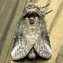Rifargia subrotata - Hodges#7985 - photo 3