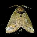 Rifargia subrotata - Hodges#7985 - photo 4