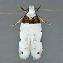 Rifseria fuscotaeniaella - Hodges#1918 - photo 3
