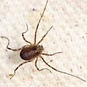 Rilaena triangularis - photo 2