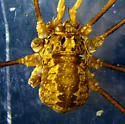 Rilaena triangularis - photo 3