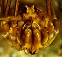 Rilaena triangularis - photo 4