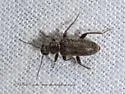 Rilettius patrius