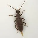 Rilettius rahmani