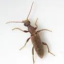 Rilettius rahmani - photo 2