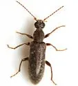 Rilettius rahmani - photo 3
