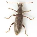 Rilettius rahmani - photo 4
