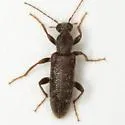 Rilettius rahmani - photo 5