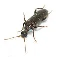 Rilettius socius - Rilettius socius