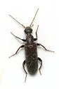 Rilettius socius - photo 2