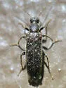 Rilettius socius - photo 3