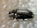 Rilettius socius - photo 4