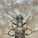 Rilettius socius - photo 5