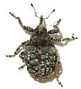 Rileyonymus relictus - Rileyonymus relictus