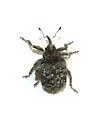 Rileyonymus relictus - photo 2