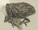 Rileyonymus relictus - photo 4