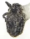 Rileyonymus relictus - photo 5