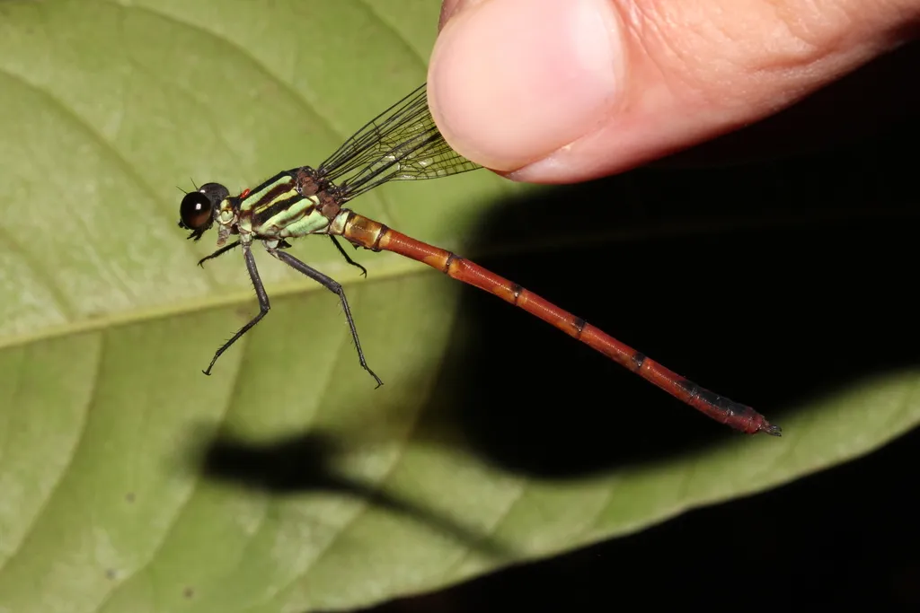 Rimanellidae - photo 2