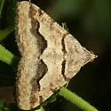 Rindgea ballandrata - Hodges#6416 - photo 3