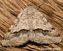 Mesquite Looper Moth - Hodges#6415 - Rindgea cyda
