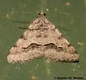 Mesquite Looper Moth - Hodges#6415 - photo 2