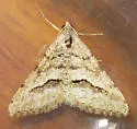 Mesquite Looper Moth - Hodges#6415 - photo 4