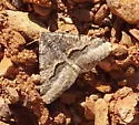 Mesquite Looper Moth - Hodges#6415 - photo 5