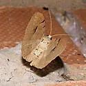 Rindgea flaviterminata - Hodges#6412