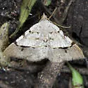 Rindgea flaviterminata - Hodges#6412 - photo 2