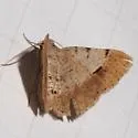 Rindgea flaviterminata - Hodges#6412 - photo 3