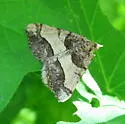 Rindgea hypaethrata - Hodges#6417