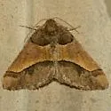 Rindgea hypaethrata - Hodges#6417 - photo 3