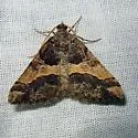 Rindgea hypaethrata - Hodges#6417 - photo 4