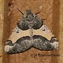 Rindgea hypaethrata - Hodges#6417 - photo 5
