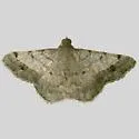 Rindgea nigricomma - Hodges#6407