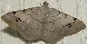 Rindgea nigricomma - Hodges#6407 - photo 2