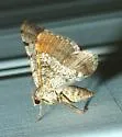 Rindgea nigricomma - Hodges#6407 - photo 3