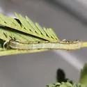Rindgea nigricomma - Hodges#6407 - photo 4
