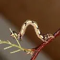 Rindgea nigricomma - Hodges#6407 - photo 5