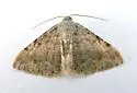 Rindgea parcata - Hodges#6406 - photo 2