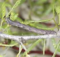Rindgea parcata - Hodges#6406 - photo 4