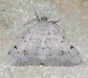Rindgea parcata - Hodges#6406 - photo 5