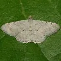 Rindgea prolificata - Hodges#6409.1