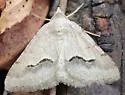 Signate Looper Moth - Hodges#6414 - photo 2