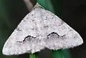 Signate Looper Moth - Hodges#6414 - photo 3