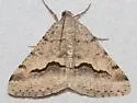 Signate Looper Moth - Hodges#6414 - photo 4