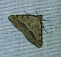 Signate Looper Moth - Hodges#6414 - photo 5